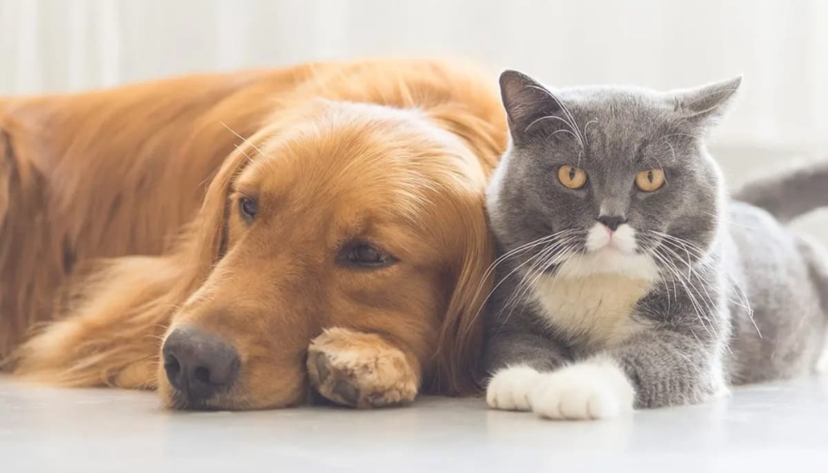 Đảm bảo an toàn và thoải mái cho cả khách hàng và thú cưng