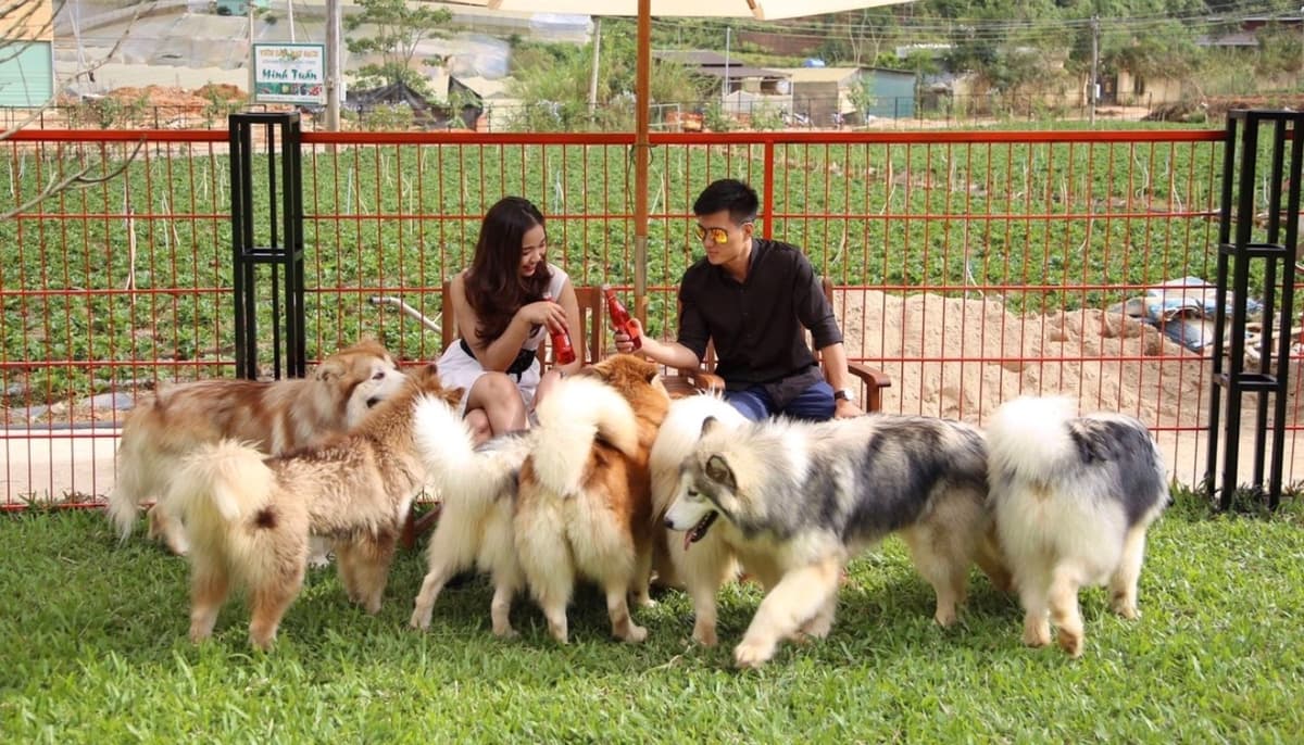 Khách hàng có thể chơi đùa và giao tiếp với thú cưng một cách an toàn
