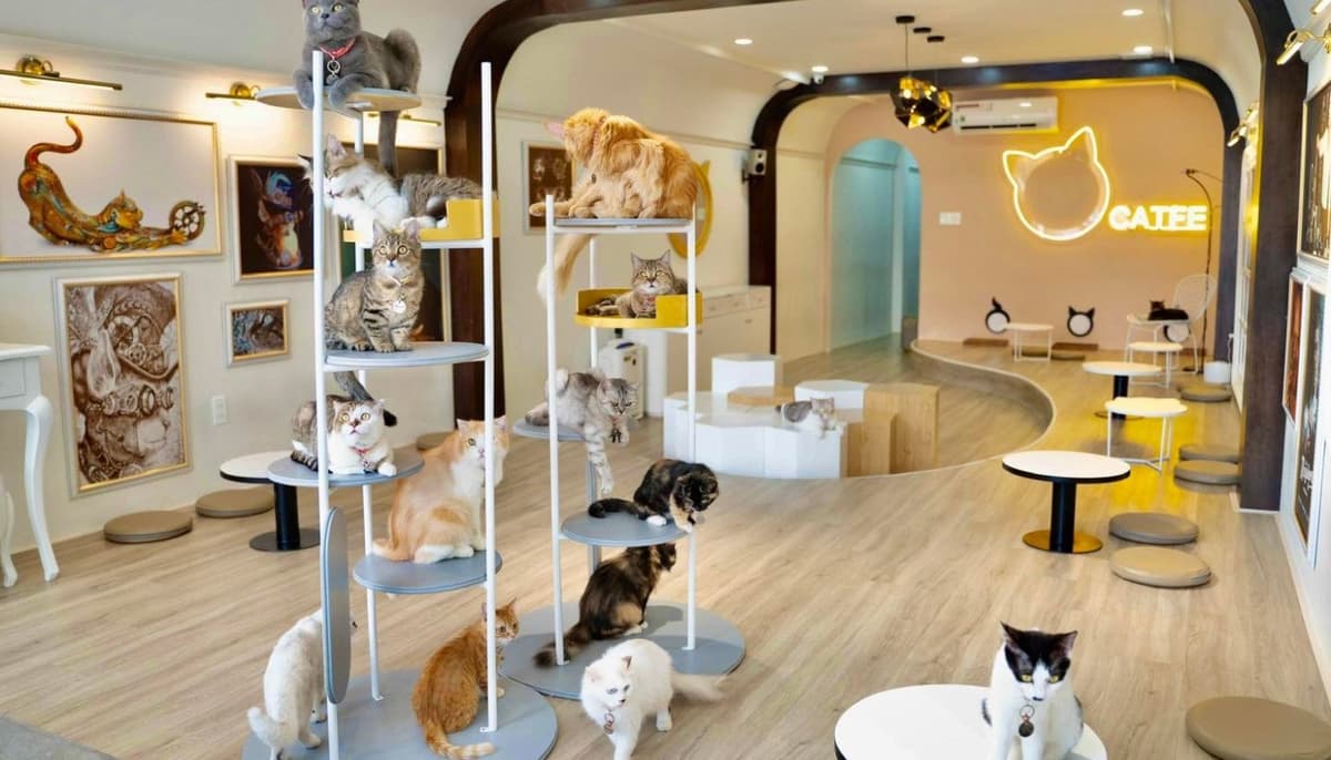 Mô hình quán cafe pet